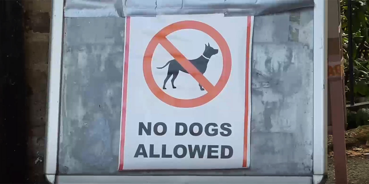 İngiltere'de 1 hafta içinde sahiplenilmeyen köpekler uyutuluyor