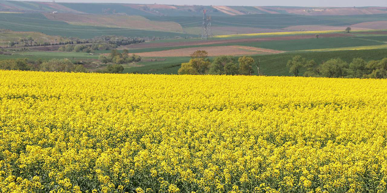 Sarı kanola tarlaları fotoğraf stüdyosu gibi