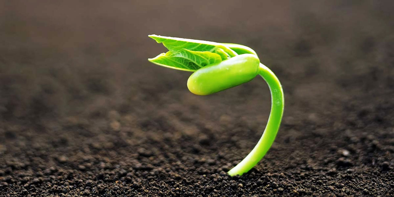 Bediüzzaman: Sümbüllenmiş on çekirdek, bin kurumuş çekirdeğe galebe eder