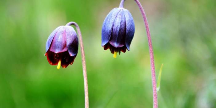 Palandöken’de Kaf Laleleri açtı