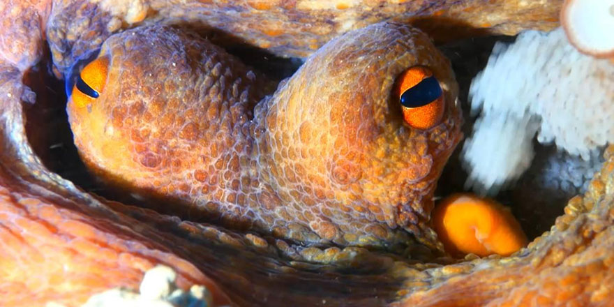 Anne şefkatine mükemmel bir örnek: Ahtapotlar