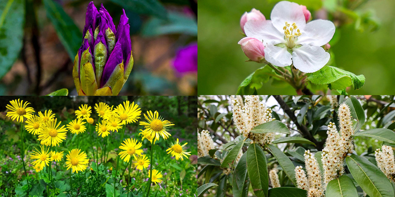 Çam Dağı'nda ilkbahar tefekkürü