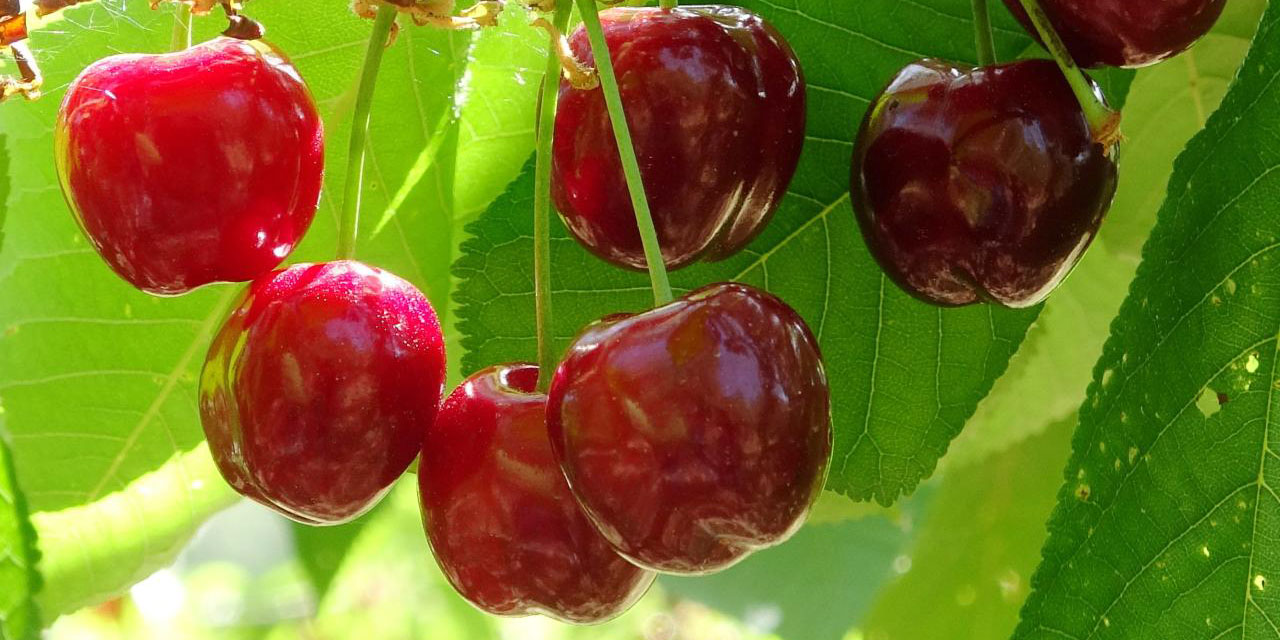 Mersin'de kiraz hasadı başladı