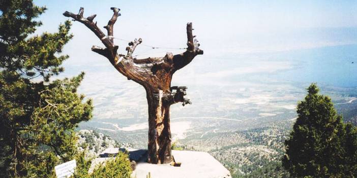 Said Nursi'nin ağacına suikast!