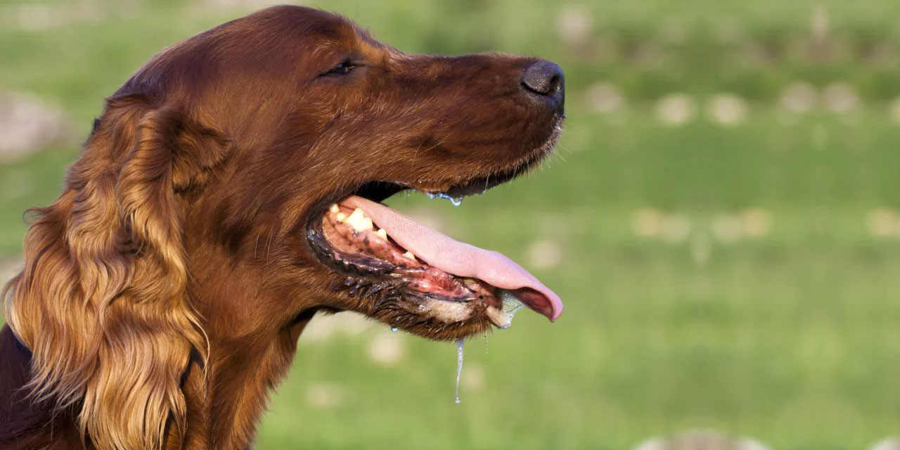 Köpeğin salyası temiz mi, necis mi? Peygamber Efendimizin (asm) salya uyarısı!