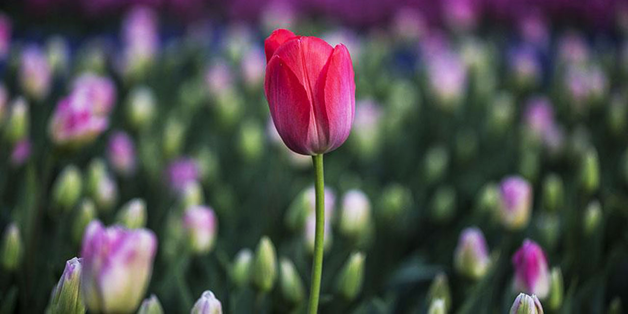 Bediüzzaman: Edipler edepli olmalıdırlar, hem de edeb-i İslâmiye ile müteeddip olmalıdırlar