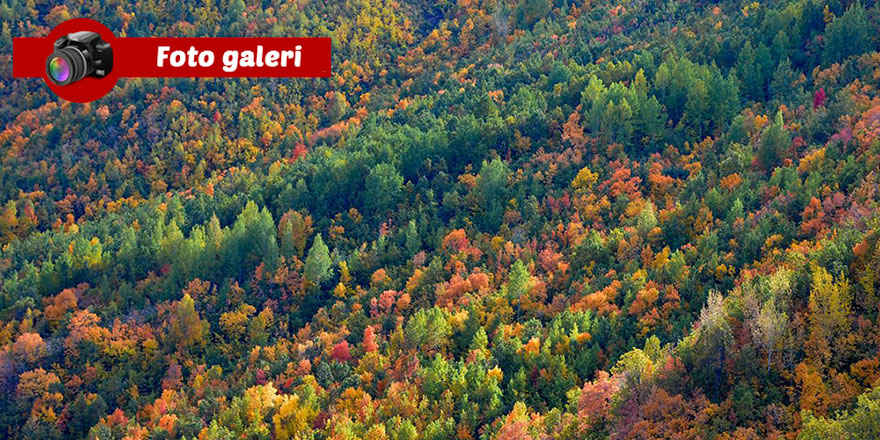 Salördek ormanları sonbahar tefekkürüne çağırıyor