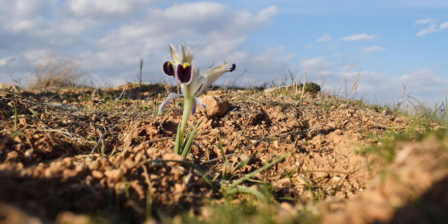 Nevruz çiçekleri açmaya başladı