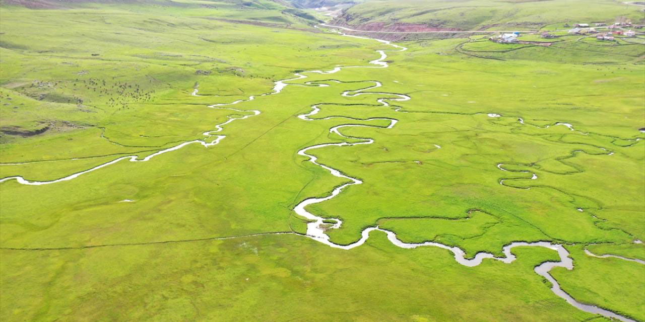 Ağrı'da mendereslerin bulunduğu ovalar yeşile büründü
