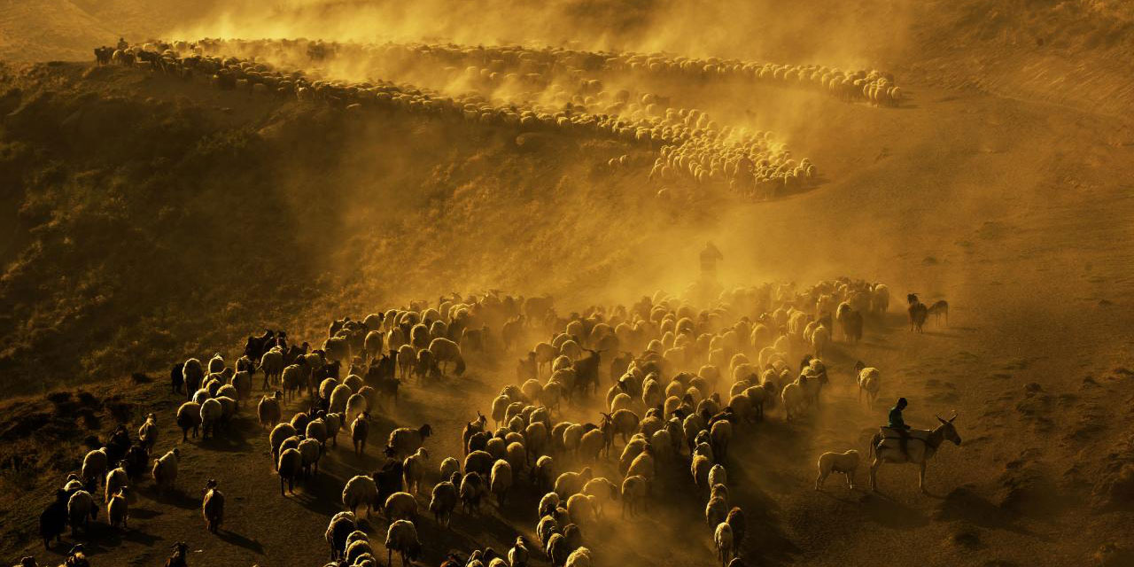 Sürülerin tozlu yollardaki zorlu yolculuğu görüntülendi