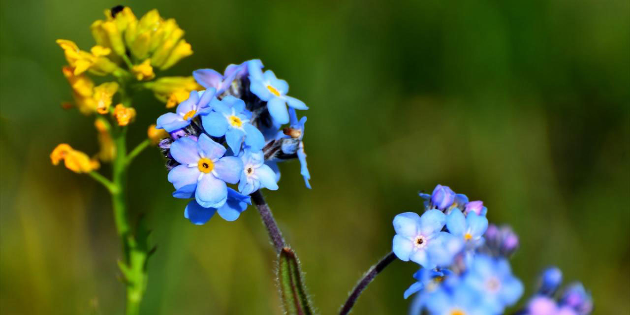 Türkiye'nin en çetin kış mevsiminin yaşandığı Kars'ta yeniden diriliş manzaraları