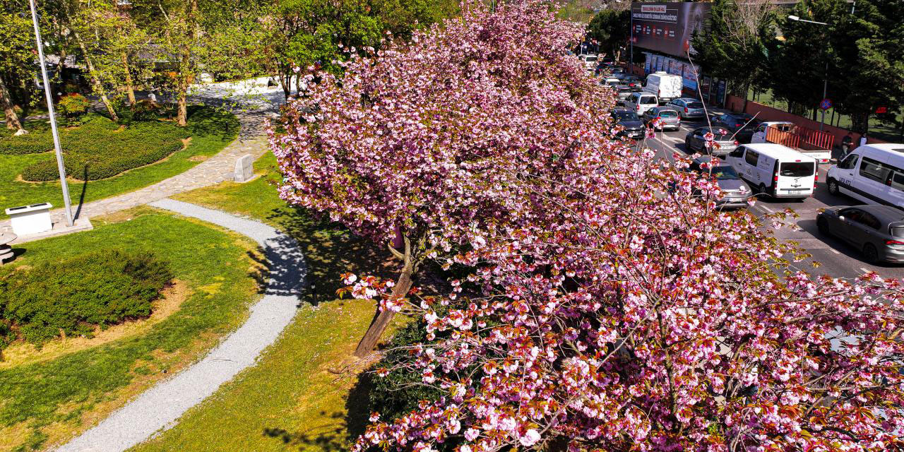 Baharın habercisi sakura ağaçları İstanbul'da çiçek açtı