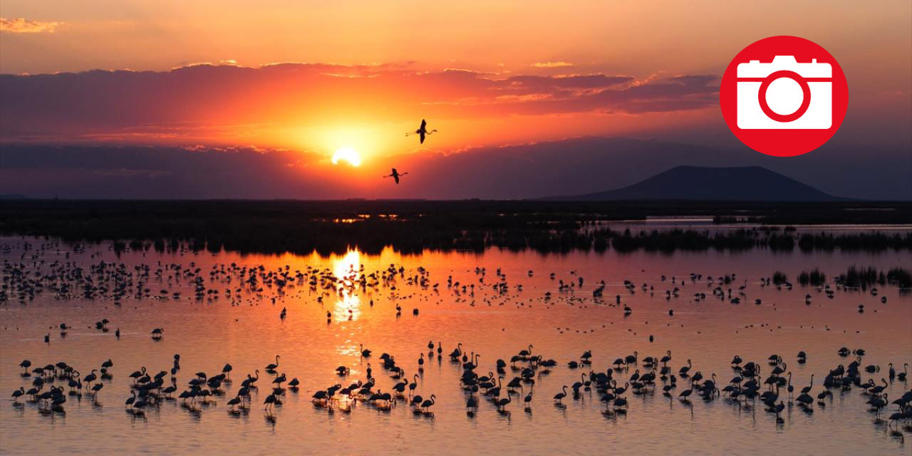 Akgöl Sazlığı'nın misafirleri