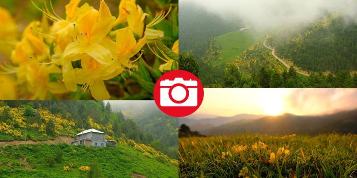 Sarı zifin çiçekleri ile Zigana renklendi