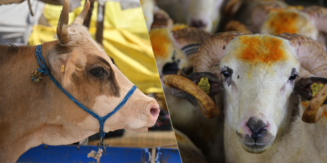 Kurban kesimine dair her şey Resmi Gazete'de yayınlandı