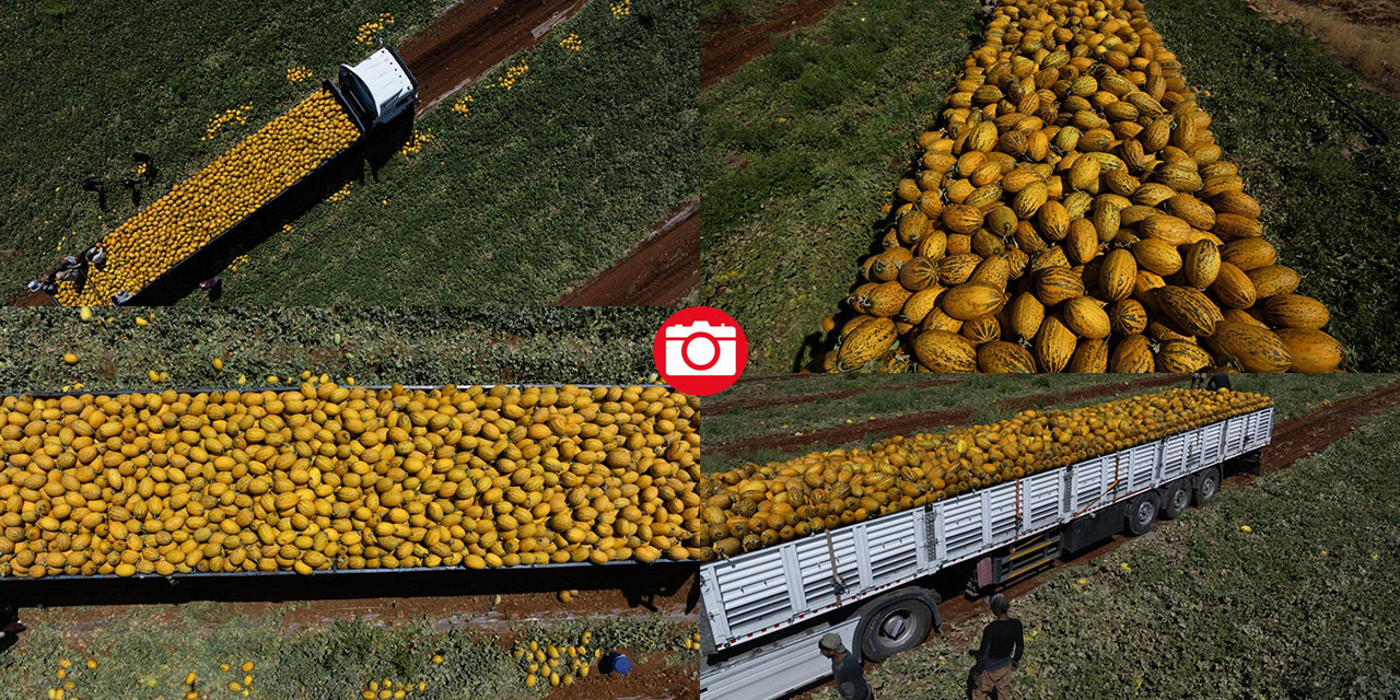 Yaz sıcaklarında imdada gönderilen nimet kavunun hasadı