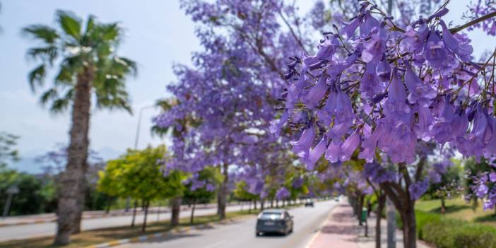 Jakaranda ağaçları Antalya'yı renklendirdi