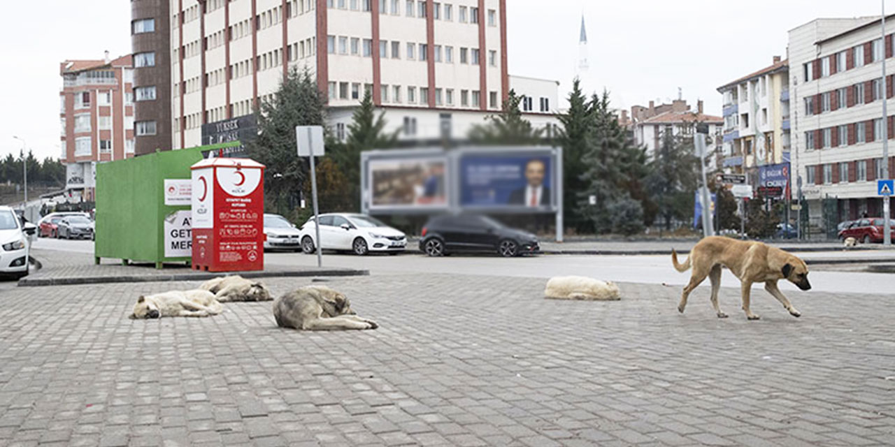 Türkiye'nin başkenti Ankara'da sahipsiz köpeklerin saldırdığı çocuk ağır yaralandı