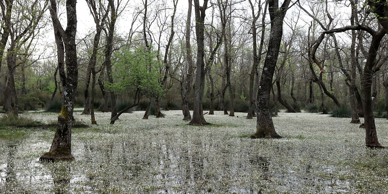 Kızılırmak Deltası'nda 'su papatyaları' açtı
