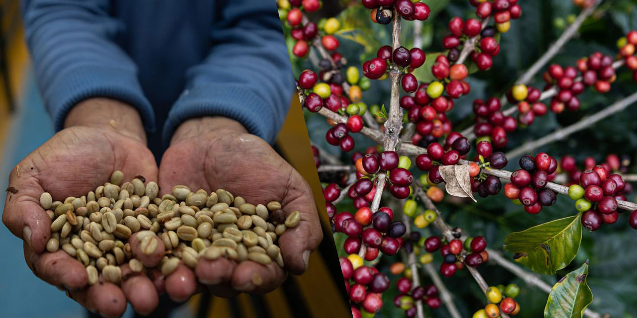 Kolombiya'da Uluslararası Kahve Günü