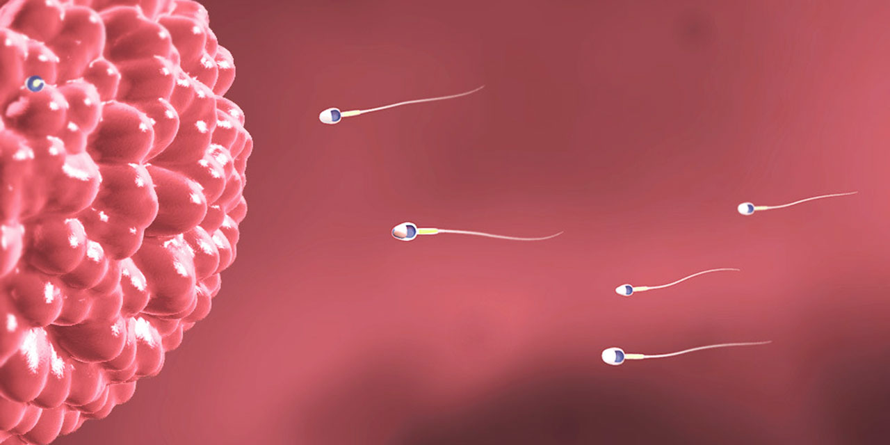Tarık Suresinde Dâfik, Sulb, Teraib ve Üreme