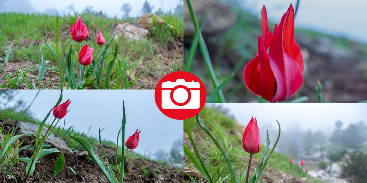 Dağ laleleri güzellikleriyle ilgi odağı