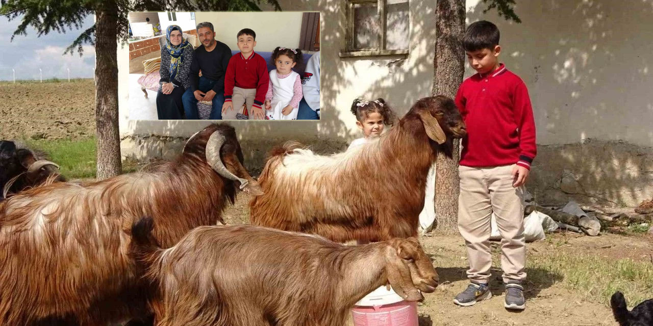 Çobanlık da yapan 11 yaşındaki Emir, bursluluk sınavından 500 tam puan aldı