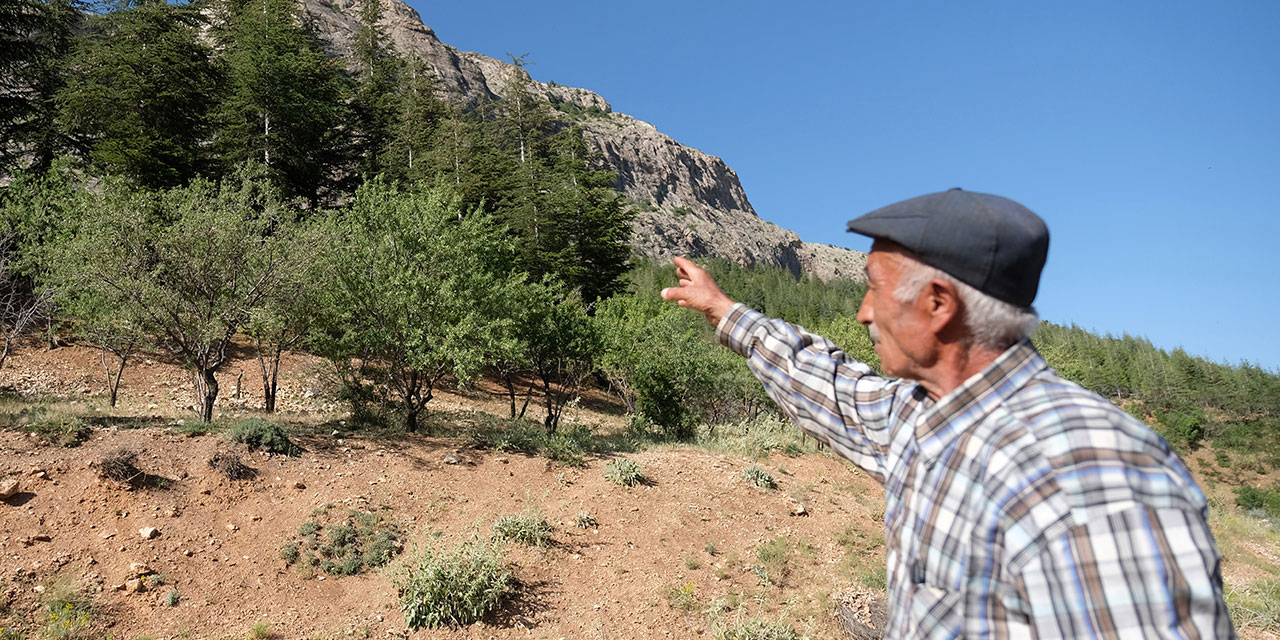 Bir baktım, her yer orman olmuş, Allah'a hamdettim