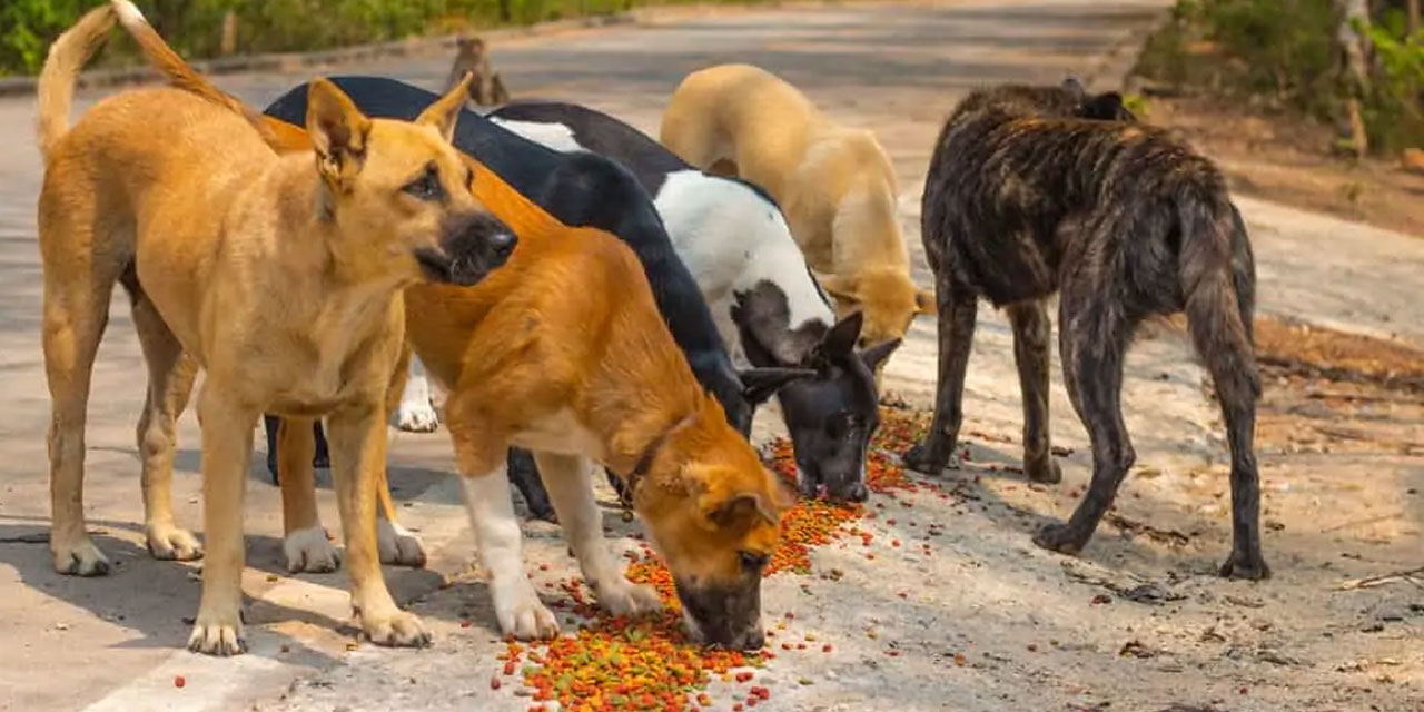 Prof. Erbaş: Köpeklere verilen mamalarda salgın hastalık tehlikesi var