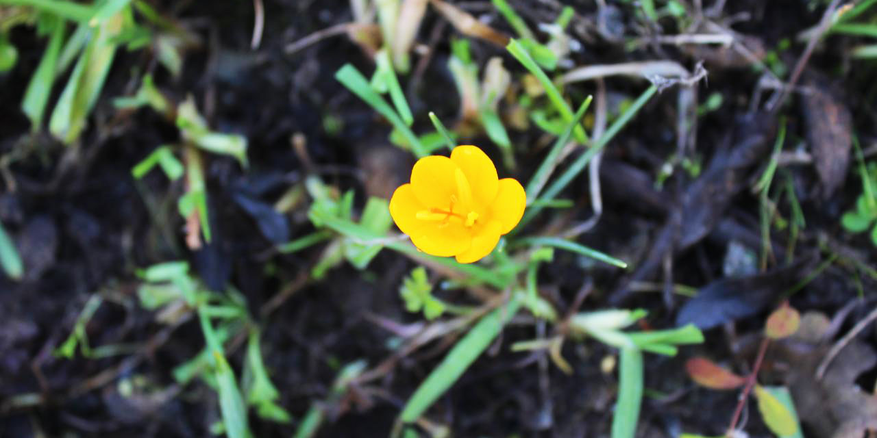 Bahar çiçekleri bir ay erken merhaba dedi