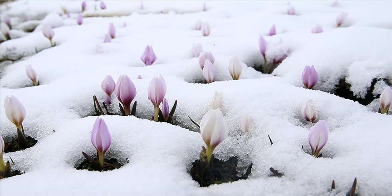 Muş Ovası'nda baharın habercisi çiğdemler kar altında kaldı
