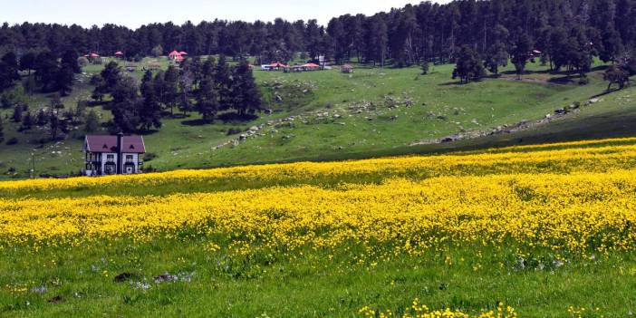 Soğanlı Yaylası sarıya büründü