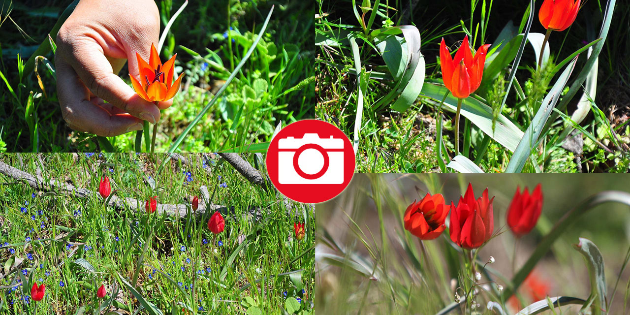 Senede bir gün açıp 10 gün canlı kalıyor, koparmanın cezası 557 bin TL