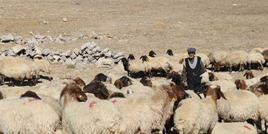 5 bin TL ile çalışacak çoban bulamıyorlar!