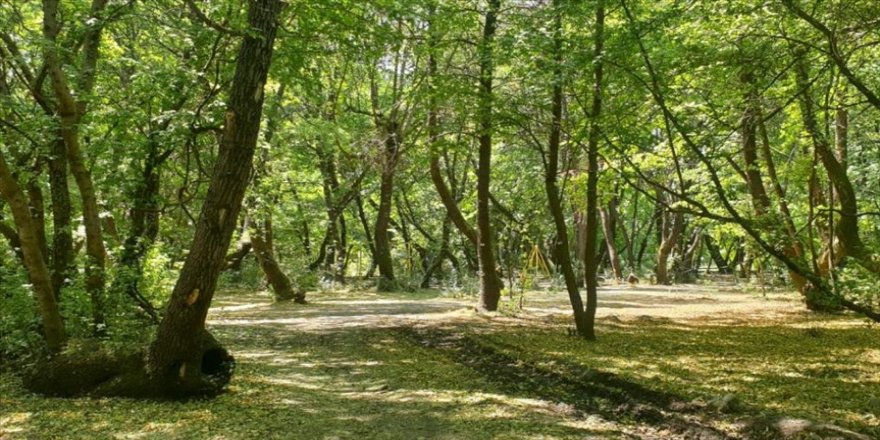 Atatürk Havalimanı Millet Bahçesi'ne 145 bin 300 ağaç dikilecek
