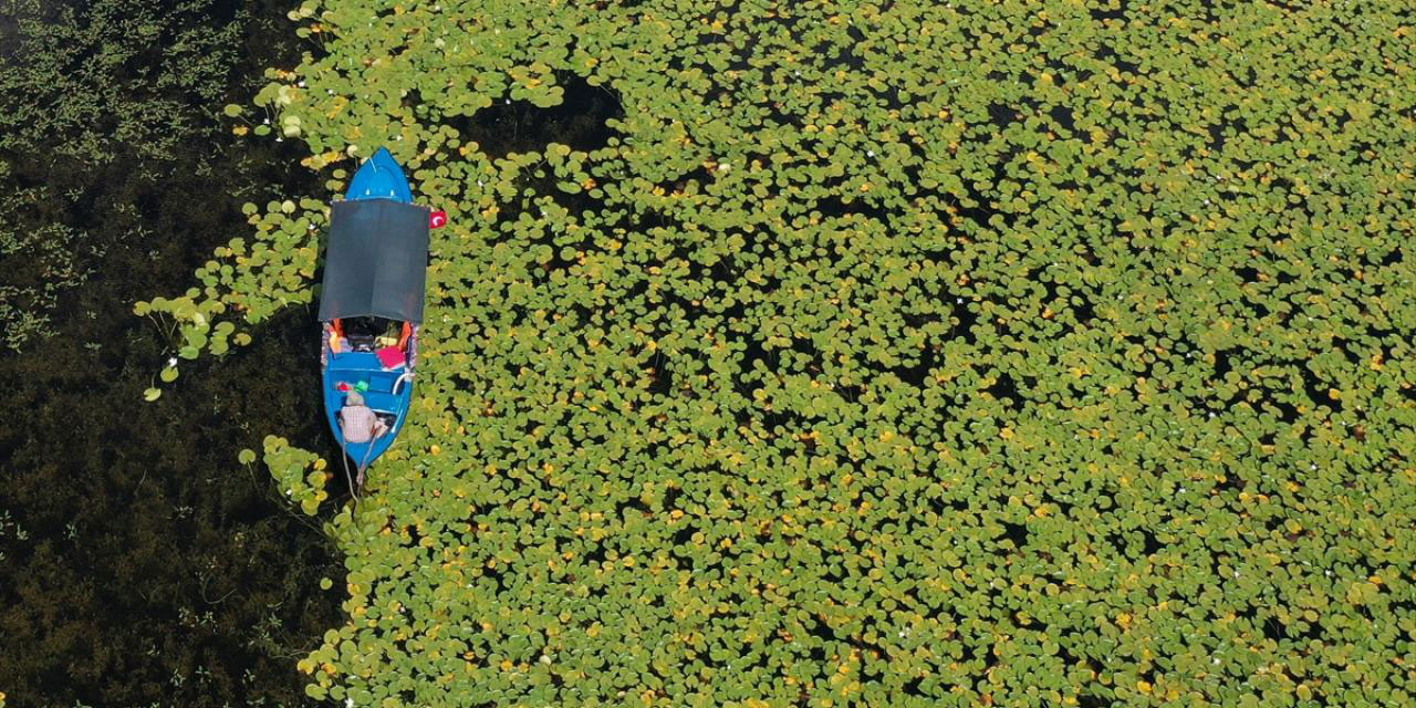 Nilüferlerle kaplı Işıklı Gölü