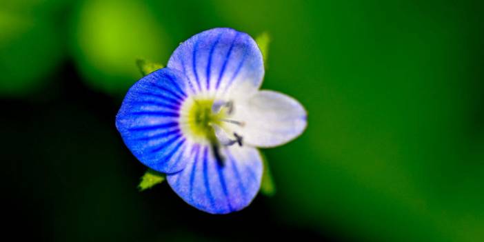 İlkbaharın Ankara'daki güzelliği