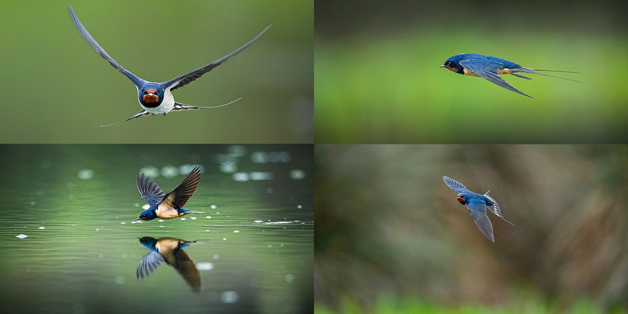 Onlar da vazifeli: Haşere avcısı kırlangıçlar