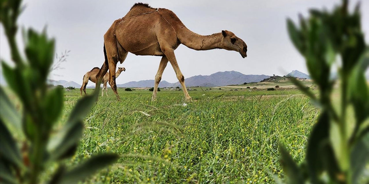 'Arabistan'daki yeşillik, kıyamet alameti' iddiaları sonrası bilim adamlarından açıklama geldi