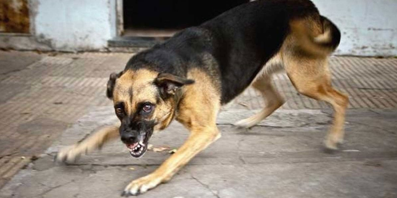 Köpek terörü tırmanıyor: 17 yaşındaki genç kuduzdan öldü