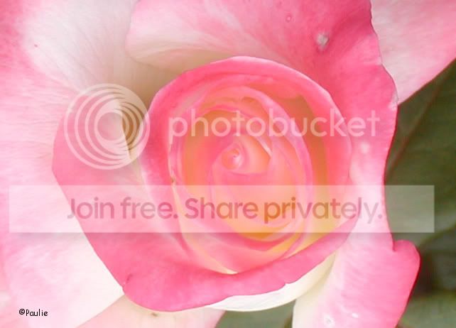 cenwhitepinkROSE3in06.jpg