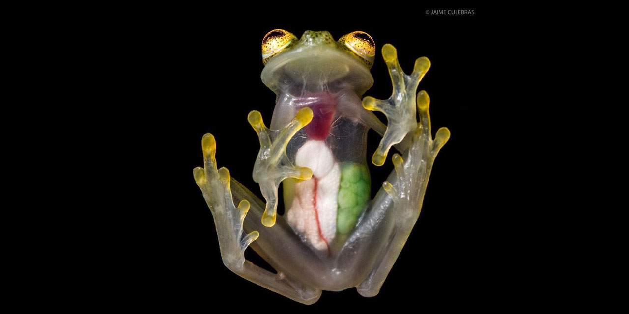 Yaratılış harikası cam kurbağalarına verilen 'saydamlaşma' yeteneği
