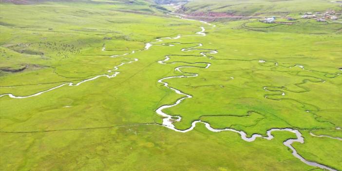 Ağrı'da mendereslerin bulunduğu ovalar yeşile büründü