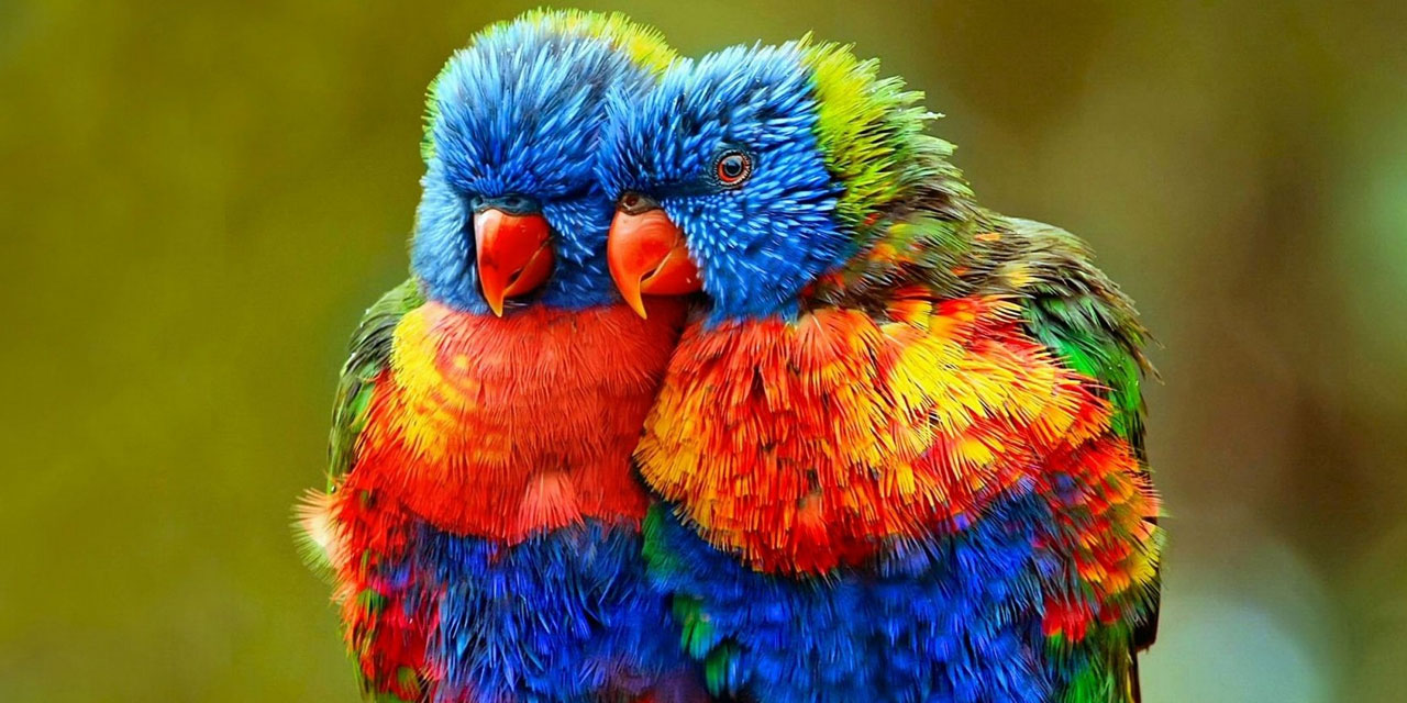 Kuşların renkleri niye solmaz?