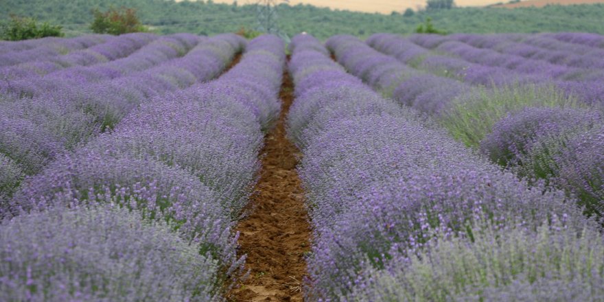 Elazığ'da gençler yetiştirdiği 40 bin lavanta fidesini topraklarla buluşturdu