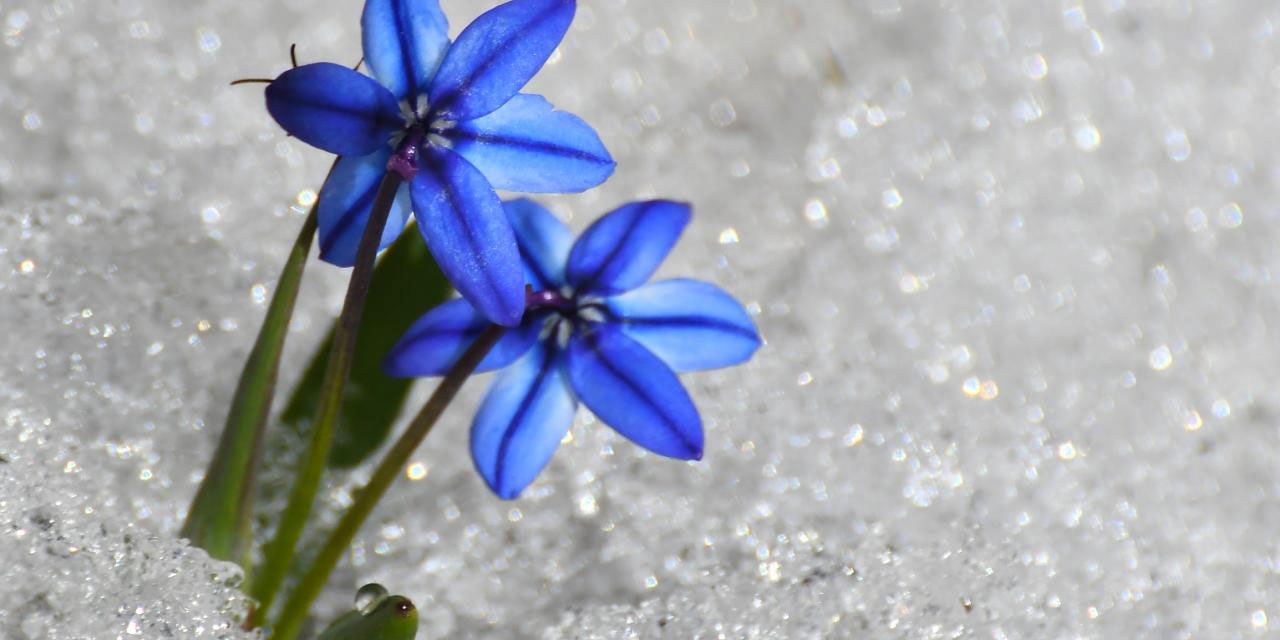 Kardelen ve çiğdemler Kars'ta baharı müjdeledi