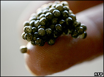 _41178256_caviar_afp_body.jpg