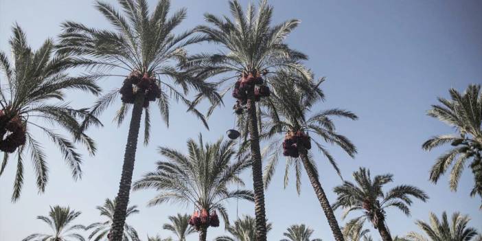 Gazze'de hurma hasadı