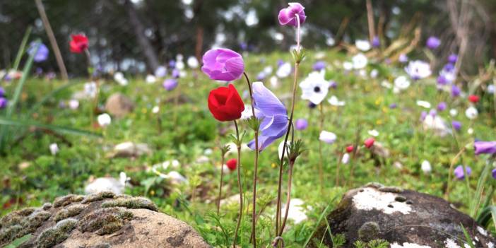 Antalya'da yaratılış harikası anemon zamanı