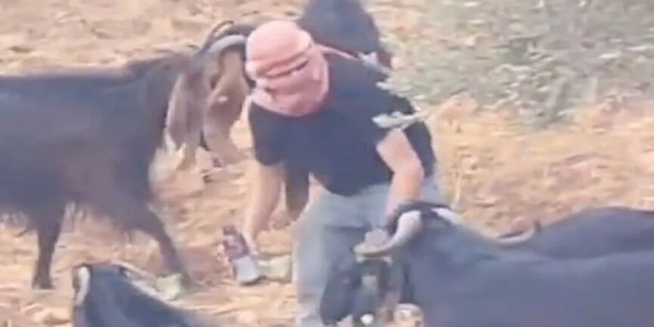 yahudilerin hayvanlarını zehirleyen kişi yahudi çıktı